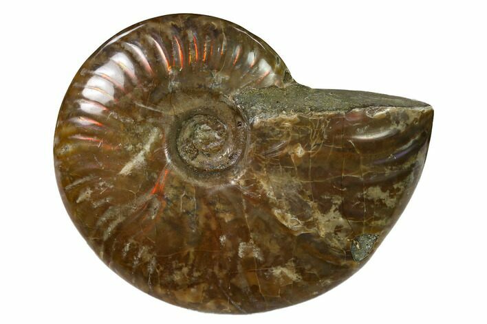 Red Flash Ammonite Fossil - Madagascar #151716
